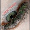 Lashmaster