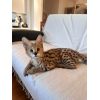 African serval kittens whatsapp 27842597191