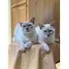 Balinese kittens whatsapp 27842597191