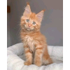 Maine-coon kittens whatsapp 27842597191