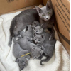 Russian blue whatsapp 27842597191