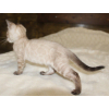 Snow/silver/charcoal/brown bengal kittens whatsapp 27842597191