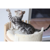 Snow/silver/charcoal/brown bengal kittens whatsapp 27842597191