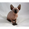 Sphynx kittens whatsapp 27842597191