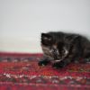 Котята бесплатно