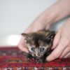Котята бесплатно