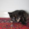 Котята бесплатно