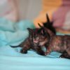 Котята бесплатно