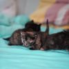 Котята бесплатно