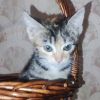 котята домашние