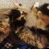 котята домашние