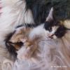 котята домашние