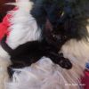 котята домашние