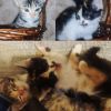котята домашние